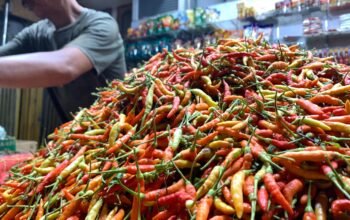 Kemendagri meminta pemerintah daerah segera mengendalikan kenaikan harga cabai merah di 242 daerah/Hibata.id