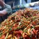 Kemendagri meminta pemerintah daerah segera mengendalikan kenaikan harga cabai merah di 242 daerah/Hibata.id