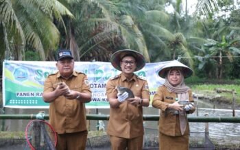 Wakil Wali Kota Rendy Virgiawan Mangkat menghadiri panen perdana program ketahanan pangan melalui unit usaha BUMDes Monompia bidang budidaya ikan air tawar di Desa Poyowa Kecil, Kecamatan Kotamobagu Selatan, Selasa, 19 Mei 2026. (Foto: Humas Pemkot Kotamobagu)