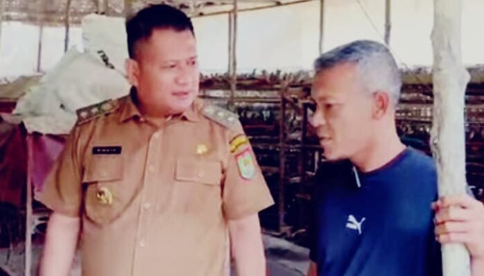 Wabup Asahan Tinjau Peternakan Burung Puyuh, Dorong Ekonomi Usaha Produktif