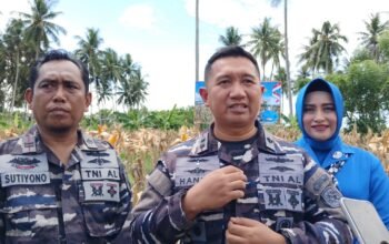 Dukung Ketahanan Pangan, Lanal Gorontalo Panen Raya Jagung Perdana di Pohuwato