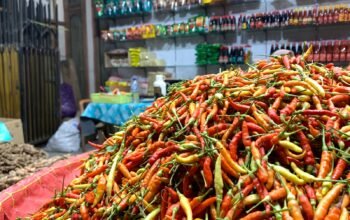 Harga Cabai Gorontalo Sedang Tajir, Tembus Rp130 Ribu per Kilogram/Hibata.id