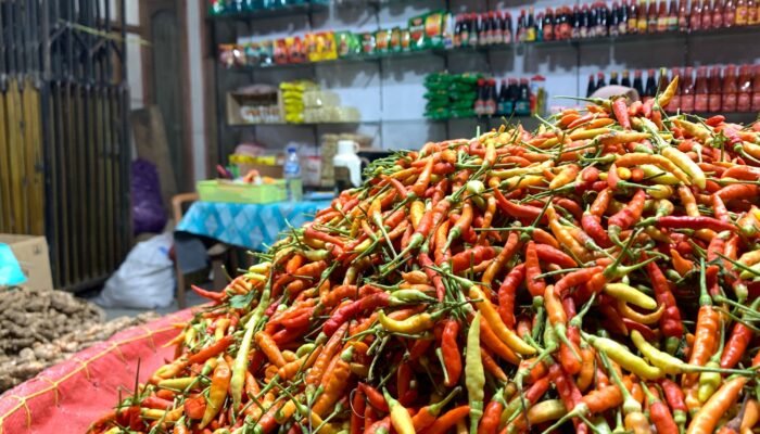 Harga Cabai Gorontalo Sedang Tajir, Tembus Rp130 Ribu per Kilogram