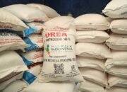 Stok Pupuk Diklaim Aman, Petani Pohuwato Justru Kesulitan Mendapatkan/Hibata.id