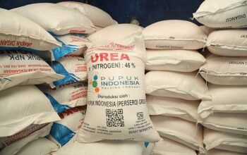 Stok Pupuk Diklaim Aman, Petani Pohuwato Justru Kesulitan Mendapatkan/Hibata.id