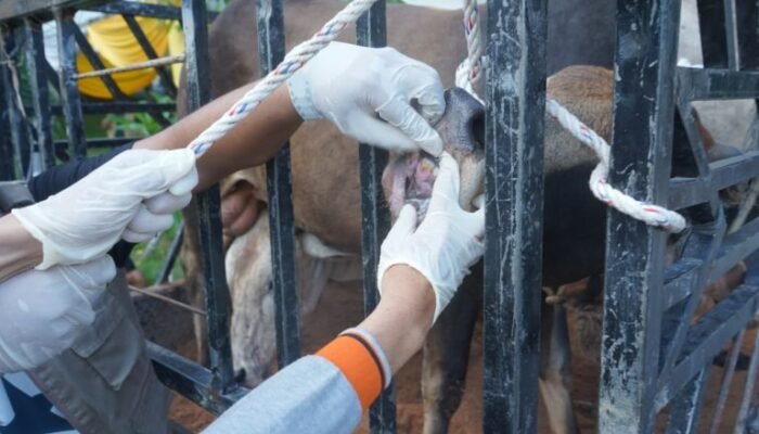 Pastikan Layak Sembelih, Pemkab Asahan Periksa 101 Hewan Qurban Jelang Idul Adha 1447 H