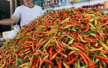 Harga cabai rawit di sejumlah pasar tradisional Gorontalo menembus Rp150 ribu per kilogram. Kenaikan harga dipengaruhi berkurangnya pasokan dari sentra produksi akibat faktor cuaca yang memengaruhi hasil panen. (Foto: Hibata.id)