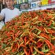 Harga cabai rawit di sejumlah pasar tradisional Gorontalo menembus Rp150 ribu per kilogram. Kenaikan harga dipengaruhi berkurangnya pasokan dari sentra produksi akibat faktor cuaca yang memengaruhi hasil panen. (Foto: Hibata.id)