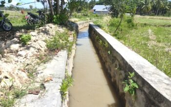 Pekerjaan normalisasi drainase tersier di Desa Molamahu, Kecamatan Paguat, rampung dalam waktu satu bulan. Saluran irigasi yang sebelumnya dipenuhi sedimentasi kini kembali lancar mengalirkan air ke lahan pertanian petani/Hibata.id