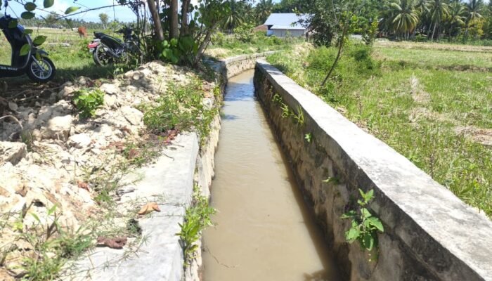 Petani Paguat Sumringah, Air Irigasi Kembali Lancar Jelang Musim Tanam Padi