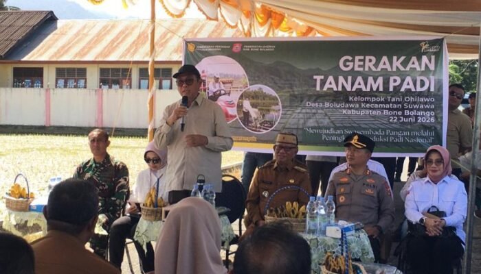 Produksi Padi Bone Bolango Meningkat, Lampaui Rata-rata Nasional