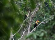 Saat Julang Sulawesi Terancam, PLN Nusantara Power Memilih Turun ke Hutan