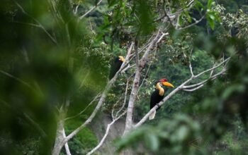 Burung Julang Sulawesi (Rhyticeros cassidix) terlihat di habitat alaminya di Kabupaten Pohuwato, Gorontalo. Satwa endemik Sulawesi ini menjadi fokus Program Konservasi yang dijalankan PLN Nusantara Power Unit Pembangkitan Gorontalo bersama Universitas Muhammadiyah Gorontalo melalui penguatan riset, pendidikan, dan pemberdayaan masyarakat/Hibata.id
