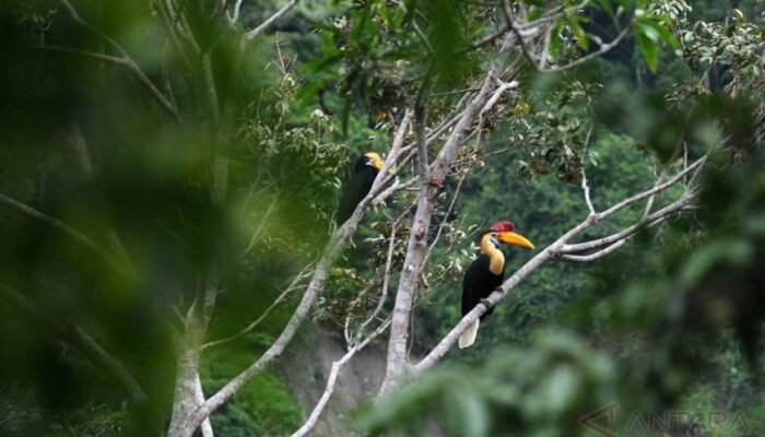 Saat Julang Sulawesi Terancam, PLN Nusantara Power Memilih Turun ke Hutan