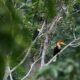 Burung Julang Sulawesi (Rhyticeros cassidix) terlihat di habitat alaminya di Kabupaten Pohuwato, Gorontalo. Satwa endemik Sulawesi ini menjadi fokus Program Konservasi yang dijalankan PLN Nusantara Power Unit Pembangkitan Gorontalo bersama Universitas Muhammadiyah Gorontalo melalui penguatan riset, pendidikan, dan pemberdayaan masyarakat/Hibata.id
