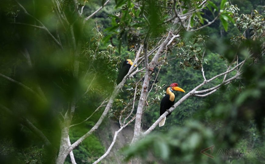 Burung Julang Sulawesi (Rhyticeros cassidix) terlihat di habitat alaminya di Kabupaten Pohuwato, Gorontalo. Satwa endemik Sulawesi ini menjadi fokus Program Konservasi yang dijalankan PLN Nusantara Power Unit Pembangkitan Gorontalo bersama Universitas Muhammadiyah Gorontalo melalui penguatan riset, pendidikan, dan pemberdayaan masyarakat/Hibata.id