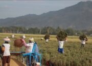 Nilai Tukar Petani Gorontalo Melonjak Tertinggi di Indonesia Timur, ini Peyebabnya/Hibata.id