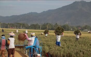 Nilai Tukar Petani Gorontalo Melonjak Tertinggi di Indonesia Timur, ini Peyebabnya/Hibata.id