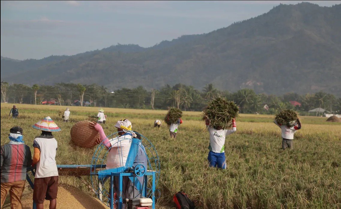 Nilai Tukar Petani Gorontalo Melonjak Tertinggi di Indonesia Timur, ini Peyebabnya/Hibata.id
