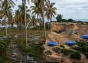 Puluhan Pohon Kelapa Petani Rusak Akibat PETI di Botubilotahu/Hibata.id