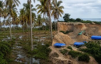 Puluhan Pohon Kelapa Petani Rusak Akibat PETI di Botubilotahu/Hibata.id