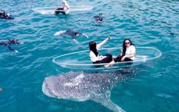 Tarif Wisata Hiu Paus Jadi Rp 1 Juta per Orang/Hibata.id