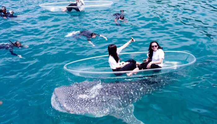 Duh, Pemprov Gorontalo Naikan Tarif Wisata Hiu Paus Jadi Rp 1 Juta per Orang
