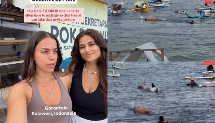 Wisatawan Asing Ngaku Diancam Dibunuh Usai Rekam Hiu Paus Botubarani
