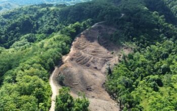 Hutan yang jadi wilayah konsesi GNJ di Gorontalo Utara yang telah dibuka. (Foto: Sarjan Lahay)