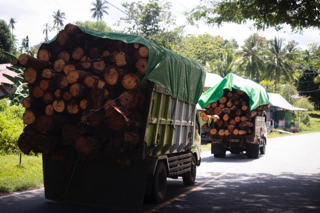 Sebuah truk milik PT GNJ mengangkut kayu dari hutan. (Foto: Sarjan Lahay)