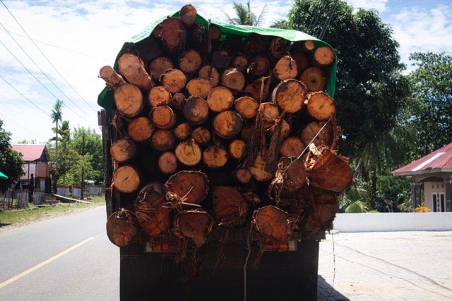 Sebuah truk milik PT GNJ mengangkut kayu dari hutan. (Foto: Sarjan Lahay)