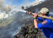 Dampak Kebakaran Hutan. (Foto: Antara)/Hibata.id