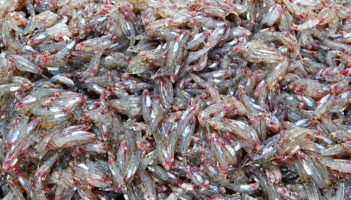 Peneliti UNG Temukan Kandungan Merkuri pada Ikan Nike di Gorontalo