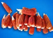Produksi Jagung Gorontalo Melimpah, Varietas Lokal Justru Jarang Ditemukan