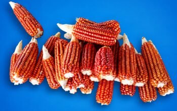 Produksi Jagung Gorontalo Melimpah, Varietas Lokal Justru Jarang Ditemukan/Hibata.id