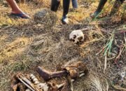 Tulang Belulang Manusia Ditemukan di Lahan Tebu Paguyaman