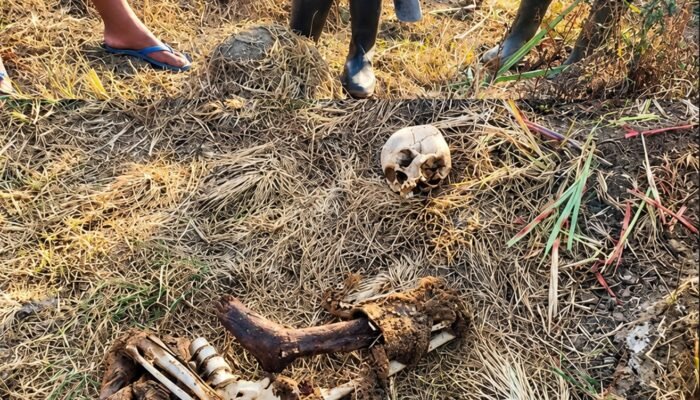Tulang Belulang Manusia Ditemukan di Lahan Tebu Paguyaman