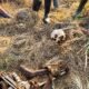 Tengkorak ditemukan warga di area perkebunan tebu Desa Bongo Tua, Kecamatan Paguyaman, Kabupaten Boalemo, Kamis (24/9/2026)/Hibata.id