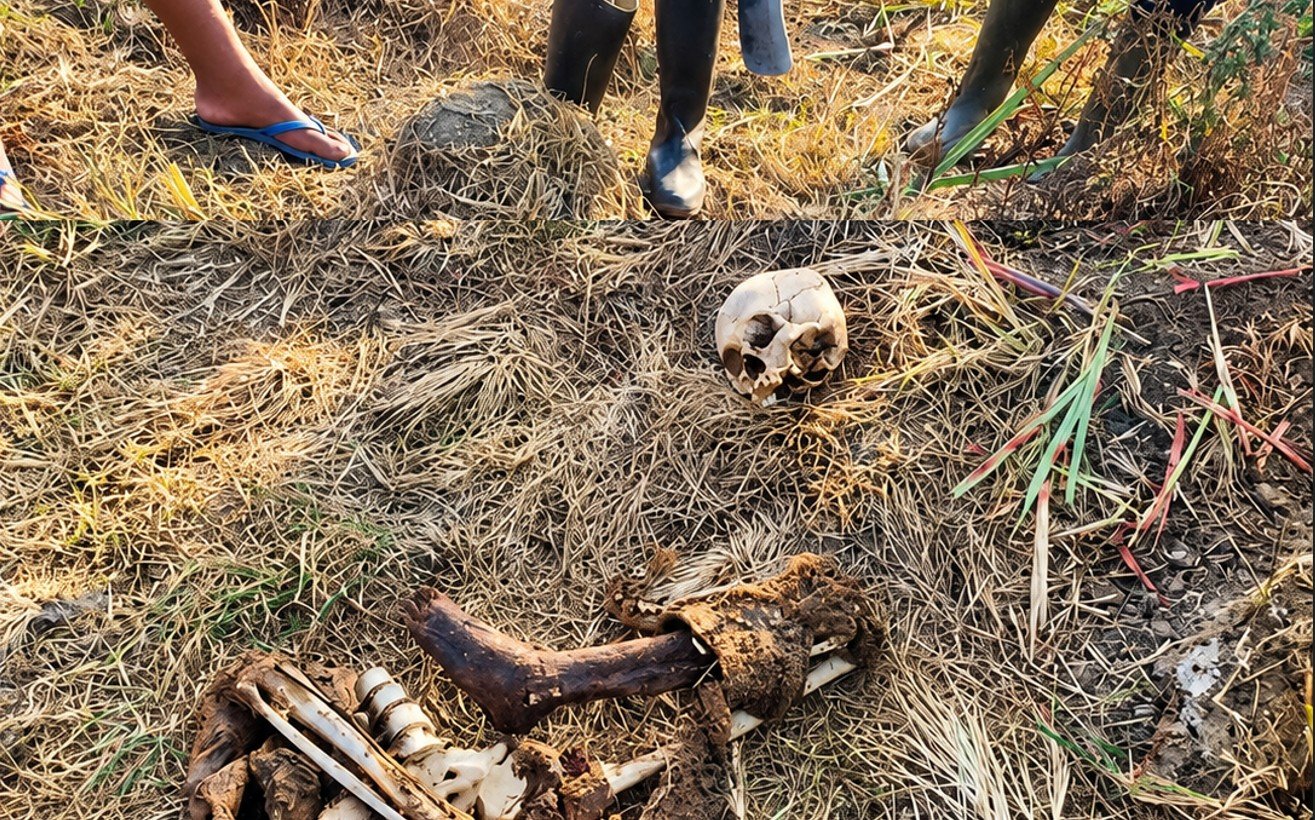 Tengkorak ditemukan warga di area perkebunan tebu Desa Bongo Tua, Kecamatan Paguyaman, Kabupaten Boalemo, Kamis (24/9/2026)/Hibata.id