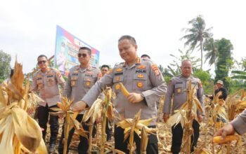 Kapolresta Samarinda Kombes Pol Hendri Umar memimpin panen jagung bersama Kelompok Tani Barokah/Hibata.id