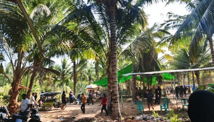 Belum Naik Ring, Polisi Sudah Tiba: Lokasi Sabung Ayam di Paguat Ditertibkan