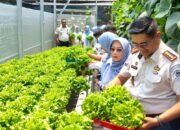 Kepala Lapas Kelas IIA Gorontalo Junaidi Rison saat melaksanakan panen perdana hasil budidaya tanaman di greenhouse Lapas Kelas IIA Gorontalo/Hibata.id