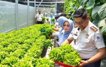 Kepala Lapas Kelas IIA Gorontalo Junaidi Rison saat melaksanakan panen perdana hasil budidaya tanaman di greenhouse Lapas Kelas IIA Gorontalo/Hibata.id
