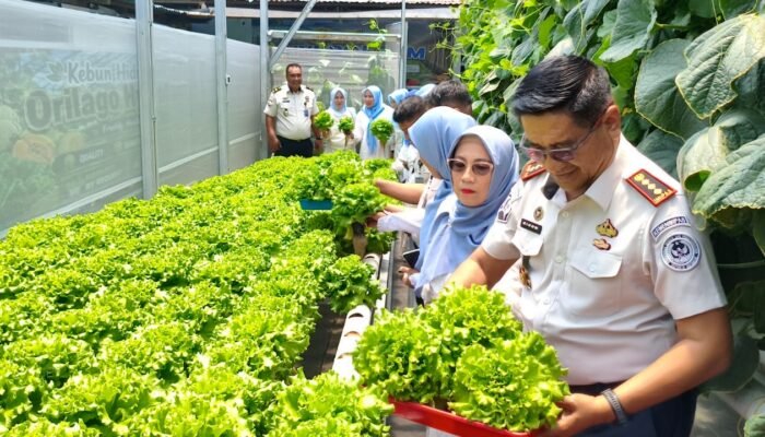 Selada, Timun, Melon: Cerita Produktif dari Balik Tembok Lapas Gorontalo