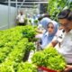 Kepala Lapas Kelas IIA Gorontalo Junaidi Rison saat melaksanakan panen perdana hasil budidaya tanaman di greenhouse Lapas Kelas IIA Gorontalo/Hibata.id