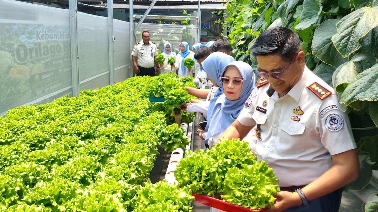 Kepala Lapas Kelas IIA Gorontalo Junaidi Rison saat melaksanakan panen perdana hasil budidaya tanaman di greenhouse Lapas Kelas IIA Gorontalo/Hibata.id