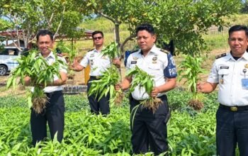 Dari Balik Lapas, Warga Binaan Pohuwato Belajar Bertani untuk Bekal Setelah Bebas