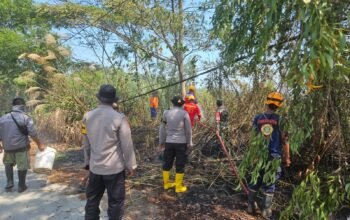 Kebakaran Lahan di Manggar Balikpapan Berhasil Dipadamkan Petugas/Hibata.id