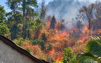 Karhutla Pelita Hijau Merangsek ke Permukiman, Warga Mulai Tercekik Asap