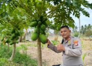 Polsek Balikpapan Timur mengecek dan merawat budidaya Pepaya California di lahan Industrial Farming Polresta Balikpapan untuk mendukung ketahanan pangan/Hibata.id